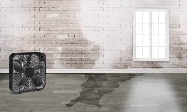 Best Basement water damage restoration  in Wynne, AR
